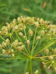 Sium latifolium