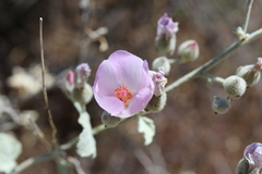 Malacothamnus niveus