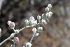 Malacothamnus niveus