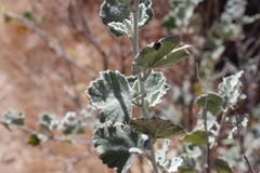 Malacothamnus niveus