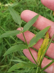 Sium latifolium