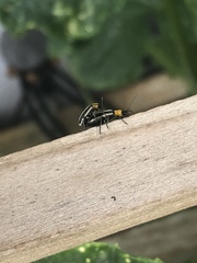 Acalymma trivittatum