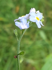 Myosotis scorpioides