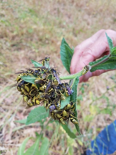 Steniolia scolopacea albicantia