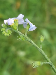 Myosotis scorpioides