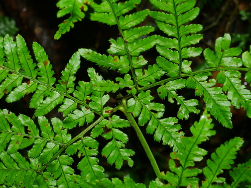 Image of Dryopteris formosana by (c) Jacy Chen, some rights reserved (CC BY)