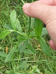 Myosotis scorpioides