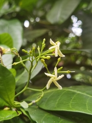 Tabernaemontana longipes