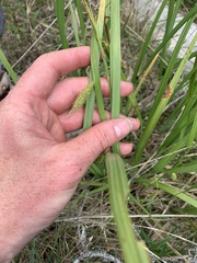 Carex paleacea