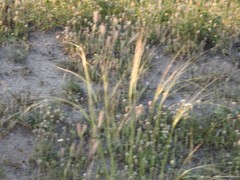 Stipa lagascae