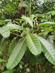 Tabernaemontana longipes