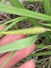 Carex paleacea