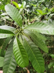 Tabernaemontana longipes