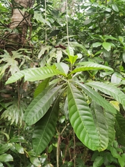 Tabernaemontana longipes