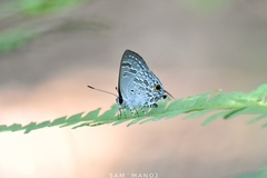 Sinthusa chandrana