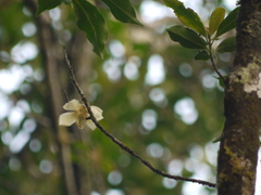 Gordonia obtusa