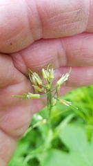 Borodinia canadensis