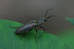 Tesolasomus trivittatus