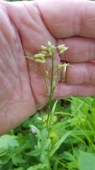 Borodinia canadensis