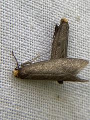 Lampronia fuscatella