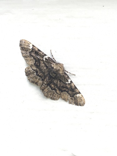 American Oak Beauty photo 6