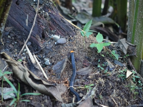 Pigmy Black-backed Coralsnake
