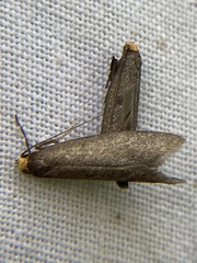 Lampronia fuscatella