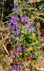 Collinsia concolor
