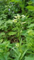 Borodinia canadensis