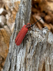 Dictyoptera aurora