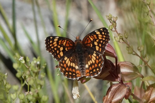 Northern Checkerspot