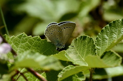 Iolana iolas