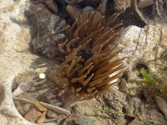 Anemonia viridis