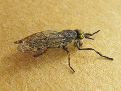 Haematopota pluvialis