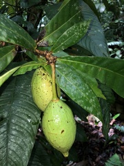 Amphitecna apiculata