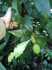 Amphitecna apiculata