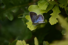 Iolana iolas