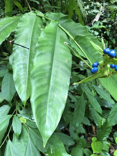 Heliconia aurantiaca, photograph 5