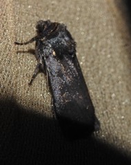 Parabagrotis