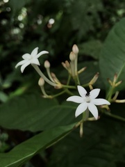 Palicourea domingensis