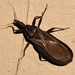 Triatoma protracta - Photo (c) Mike Tidwell,  זכויות יוצרים חלקיות (CC BY-NC), uploaded by Mike Tidwell