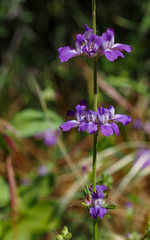 Collinsia concolor