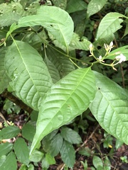 Palicourea domingensis