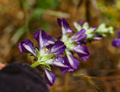 Collinsia concolor