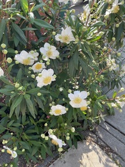 Carpenteria