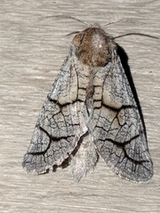 Miacora perplexa