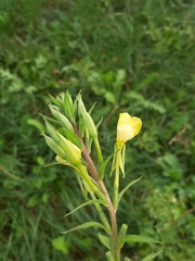 Oenothera rubricaulis