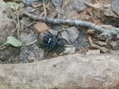 Sphodros niger