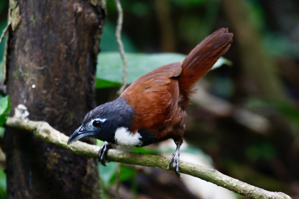 White-bibbed Babbler photo