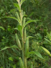 Oenothera rubricaulis